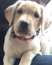 Käyttäjän <span class="sydan sydan-punainen sydan-raamit"><svg width="10"height="10"viewBox="0 0 1000 1000"xmlns="http://www.w3.org/2000/svg"><path d="M998,312C984,152,870,35,728,35C633,35,546,86,497,168C449,85,366,35,272,35C130,35,16,152,2,312C1,319-4,357,10,418C31,506,79,585,149,649L497,965L851,649C921,585,969,506,990,418C1004,357,999,319,998,312zM952,409C933,489,890,562,826,620L497,913L174,620C110,562,67,489,48,409C34,351,40,319,40,318V317C52,176,150,74,272,74C362,74,442,129,479,218L497,260L515,218C552,130,635,74,728,74C850,74,948,176,960,318C960,319,966,351,952,409z"/></svg></span> In-Wan kuva